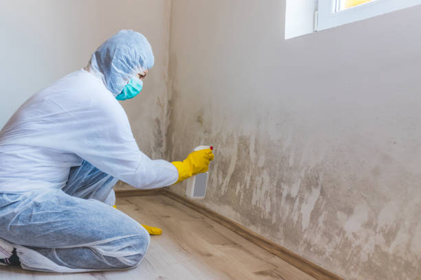 Licensed Mold Testing service in Clarence, PA - WQB Mold Removal